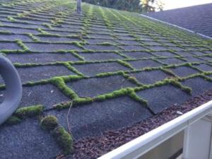 屋顶苔藓清洁工